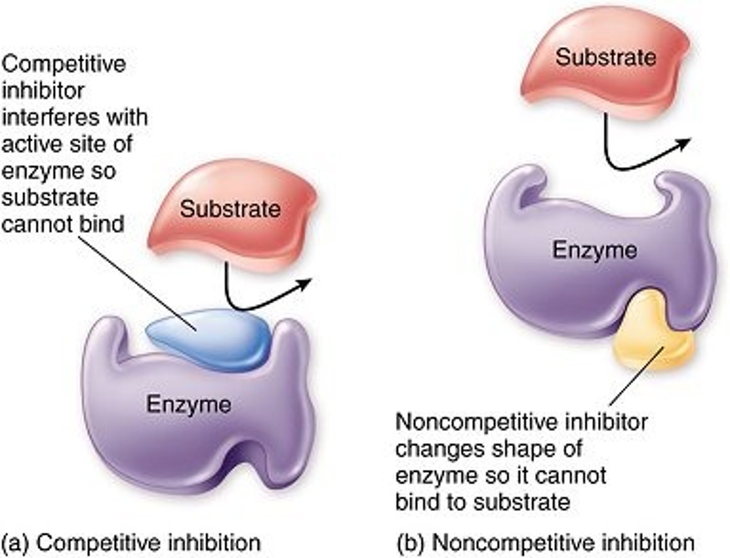 <p>a molecule that binds to an enzyme at a location outside the active site and inhibits the enzyme's function, changes shape of enzyme active site</p>