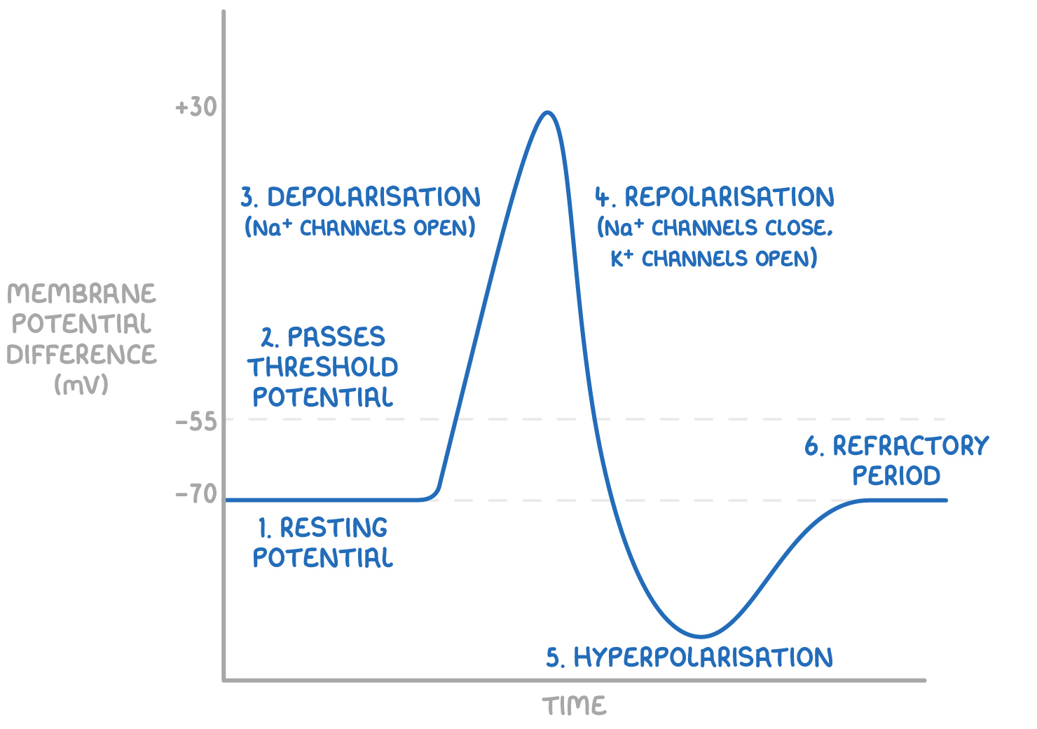 <p>1.resting potential</p><p>2.stimulation and passing threshold level </p><p>3.depolarisation</p><p>4.repolarisation</p><p>5.hyperpolarisation</p><p>6.refractory period </p><p></p>