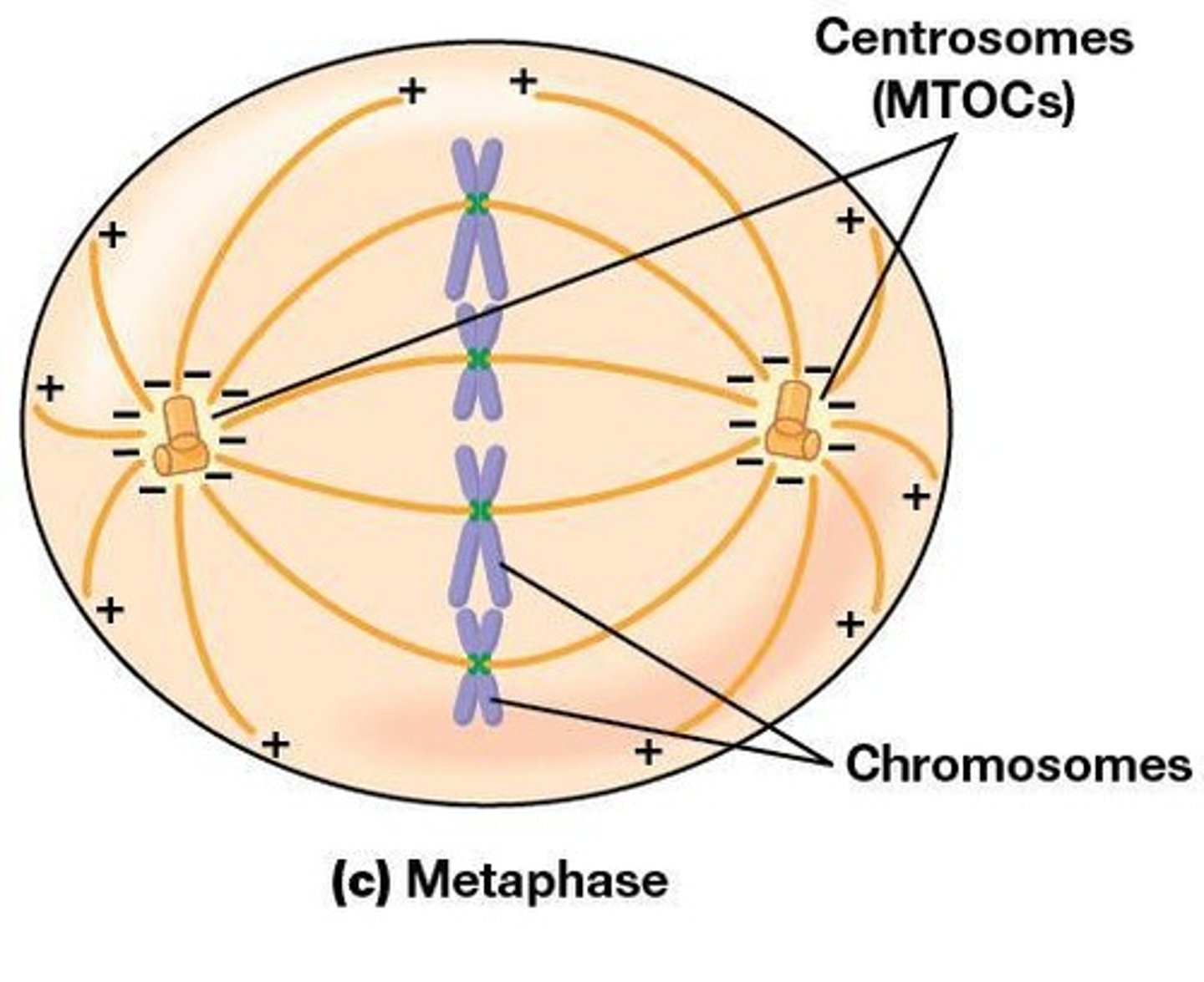 <p>Cytoskeleton aids in chromosome separation.</p>