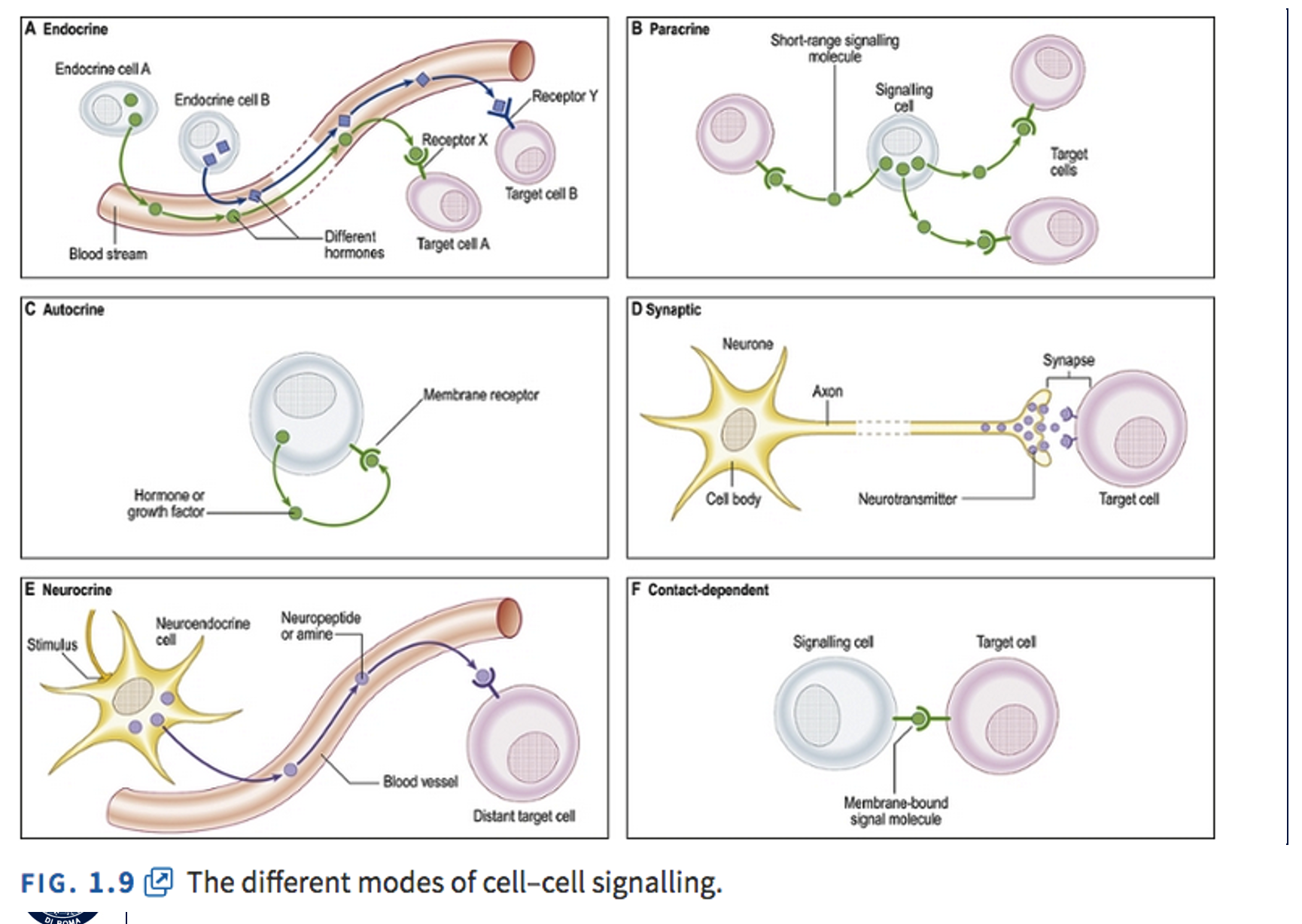 <p><strong>Cell signaling</strong></p><p style="text-align: left">&nbsp; process by which extracellular stimuli are received, processed and conveyed by the cell</p><p style="text-align: left"></p><p style="text-align: left"><strong>Signal transduction pathways</strong></p><p style="text-align: left">Mechanisms by which cell respond to external environment</p><p>Signal transduction pathways are mechanisms by which cells respond to external environment, allow for amplification and modulation of the signal, are involved in biochemical and physiologic regulation. They are initiated by externalsignaling molecules. They can be soluble, act locally (autocrine or paracrine) or be transmitted by vascular system(endocrine signalling). They can also be insoluble, tethered to cell membranes or localized in extracellular matrix. Themajority of signaling pathways are initiated by the binding of primary messangers to specific receptors then are conveyedto target molecules inside the cells by the second messanger system</p><p></p>