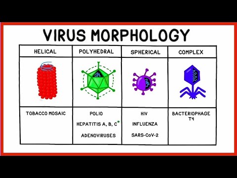 <ul><li><p>Viruses are MUCH smaller than bacteria</p></li><li><p>Three main morphologies:</p><ul><li><p><strong>Helical/Tube - </strong></p><ul><li><p>Long rods</p></li><li><p>Rigid or flexible</p></li></ul></li><li><p><strong>Polyhedral - </strong></p><ul><li><p>Most are “3-D,” have 20 faces and 12 corners</p></li></ul></li><li><p><strong>Complex - </strong></p><ul><li><p>Complicated structures</p></li></ul><ul><li><p>Capsids w/ other structures attached</p></li></ul></li></ul></li><li><p>Capsid: Repetitive units of one/few proteins, protects, attachment/penetration of host cell</p></li><li><p>Some viruses are <u>enveloped</u></p><ul><li><p>Host acquired </p></li><li><p>Usually spherical</p></li><li><p>Include viral glycoproteins</p><ul><li><p>avoids immune system + host binding </p></li></ul></li></ul></li></ul><p></p>