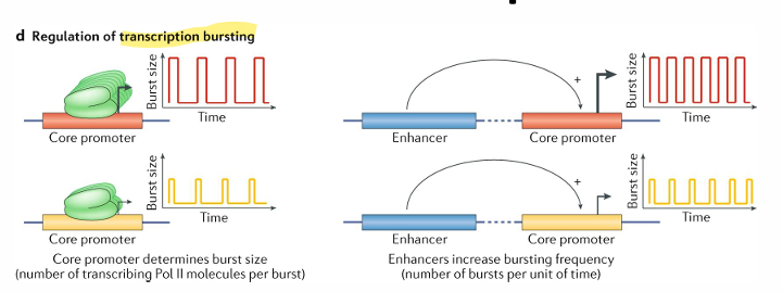 <ul><li><p>single cell techniques reveal that tehre are bursts of transcription that vary in the amount of RNA produced and the frequency of the burst</p><ul><li><p>measurements of populations show smooth levels of transcriptions even though on the individual level this is not the case</p></li></ul></li><li><p>it is thought that the<strong> core promoter regulates the burst size</strong> and the <strong>enhancer regulates burst frequency</strong></p></li></ul><p></p>