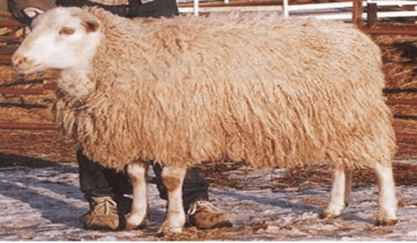 <p>a.“lambs in litters J” ( quads, quints, and sextuplets)</p><p>b.Good mothers and easy lambing</p><p>c.May be bred at a young age</p><p>d.Often used in cross breeding due to prolificacy</p><p>e.wool has a soft handle, a moderate crimp and a high luster.</p>