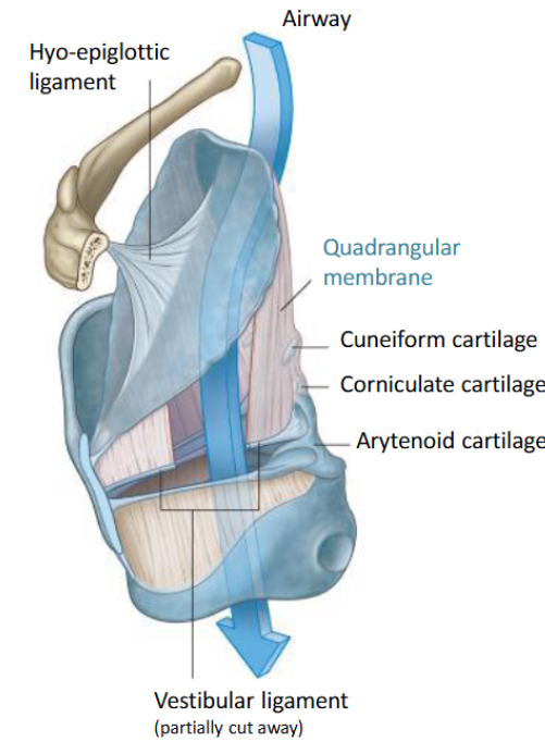 <p><span>The quadrangular membrane attached along the lateral margin of the epiglottis down to the thyroid cartilage anteriorly and the arytenoid cartilages posteriorly. It has a free edge inferiorly which is thickened and forms the vestibular ligament </span></p>