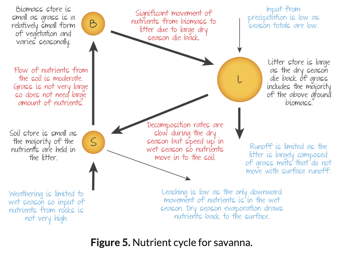 <p>Litter is the largest store, then biomass, then soil.</p>