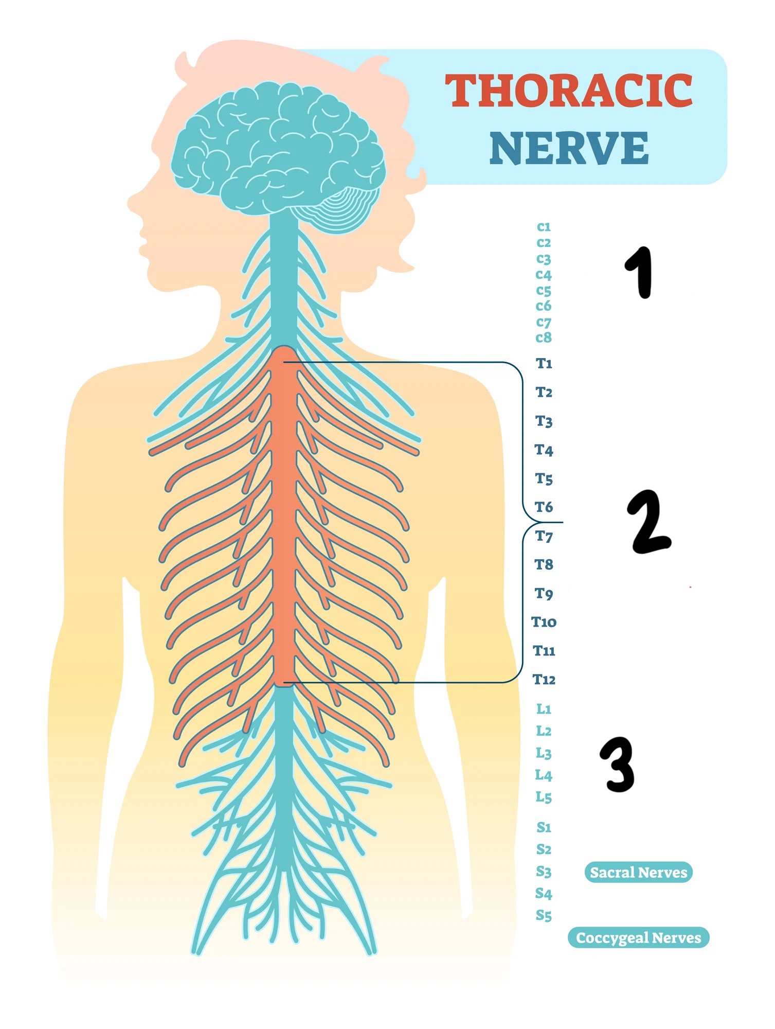 <p>What are the three main groups of the spinal cord?</p>