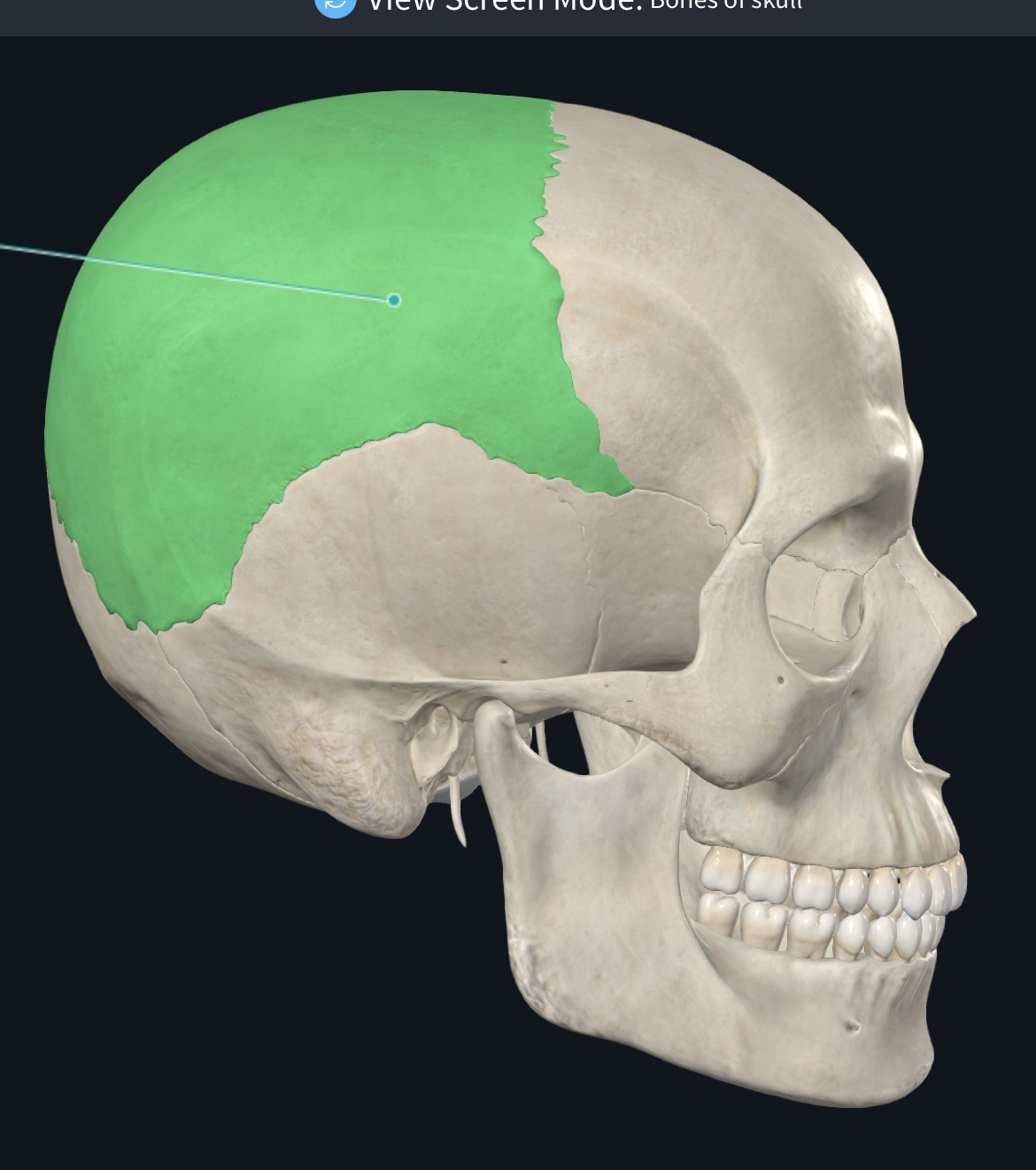 <p>What part of the skull is this?</p>