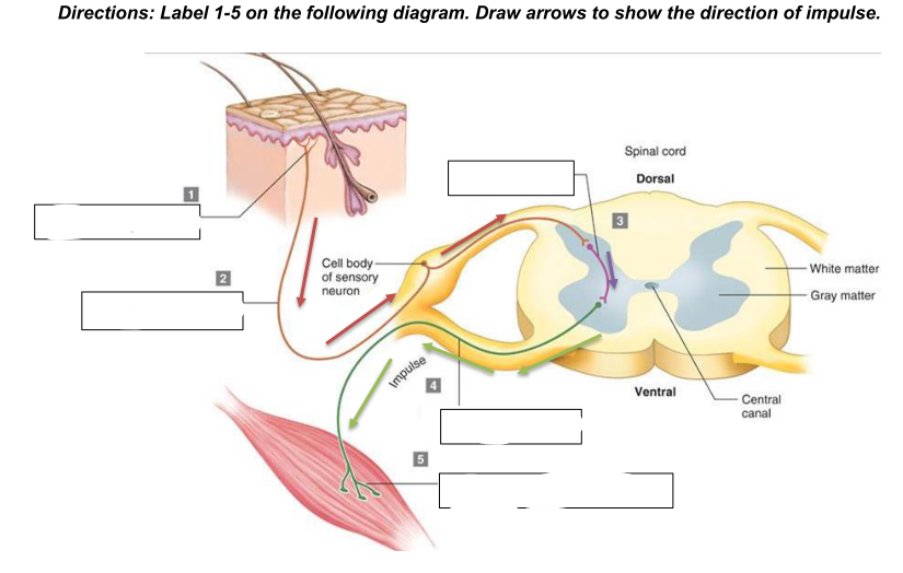 <p>what does the diagram show</p>