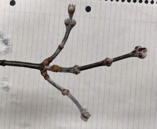 <p>ovoid terminal bud, white hairy buds, appressed laterals</p>