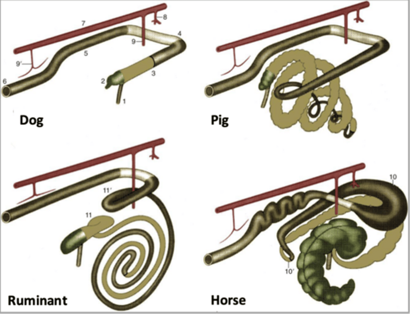 <p>what are some of the LI consistency associated with the ROM/root of mesentery in ruminants</p>