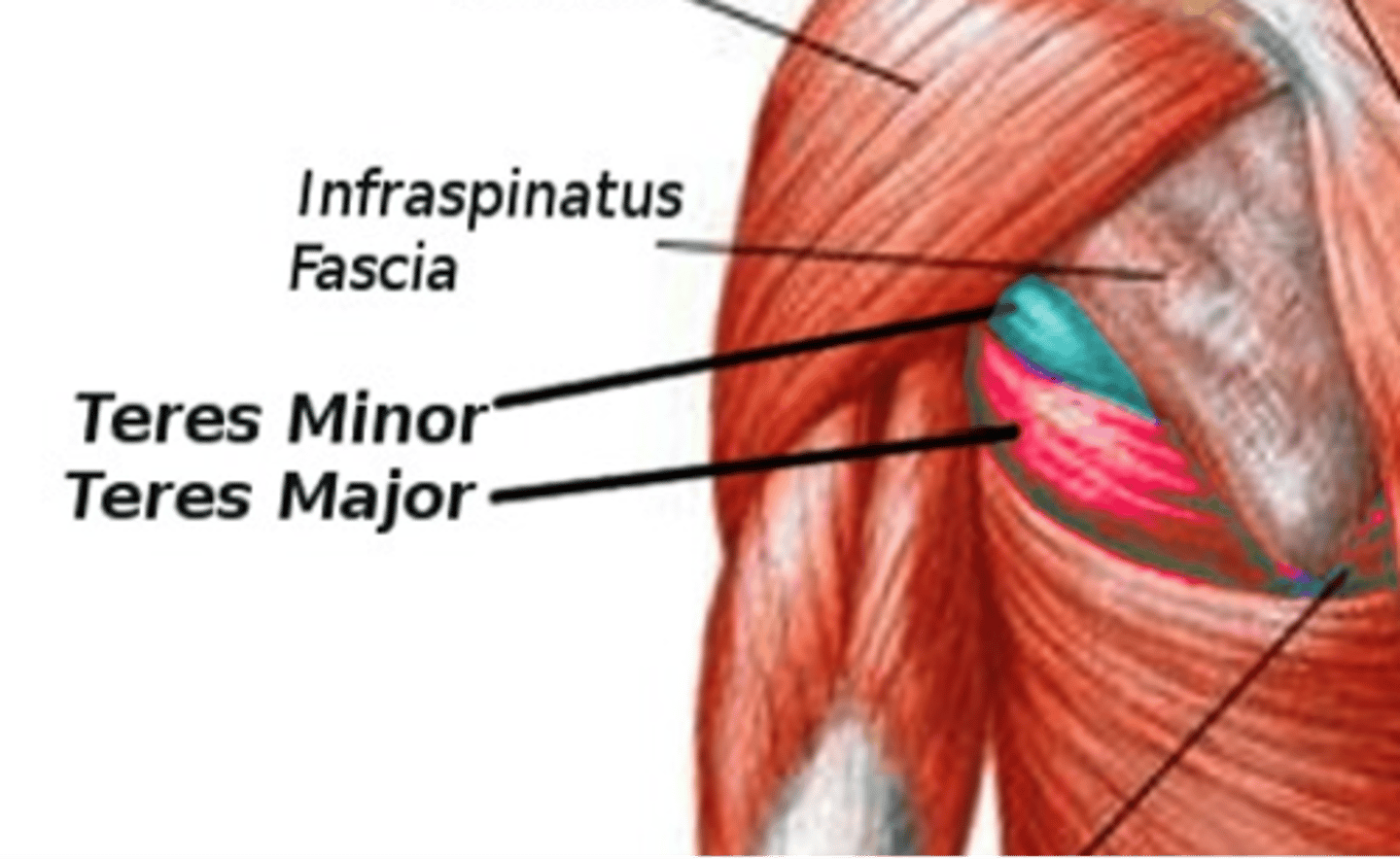 <p>Intertubercular sulcus of the humerus</p>