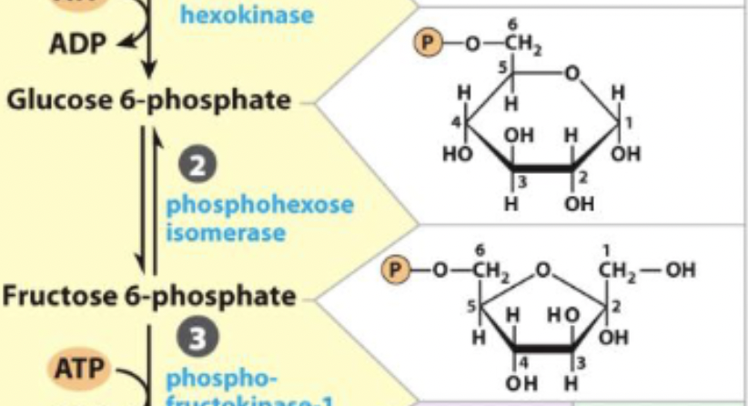 <p>Glucose 6-phosphate <-> Fructose 6-phosphate</p>