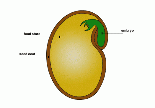 <p>3 main parts of a seed</p>