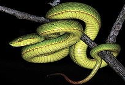 <p>Give me the scientific name of this species.</p>