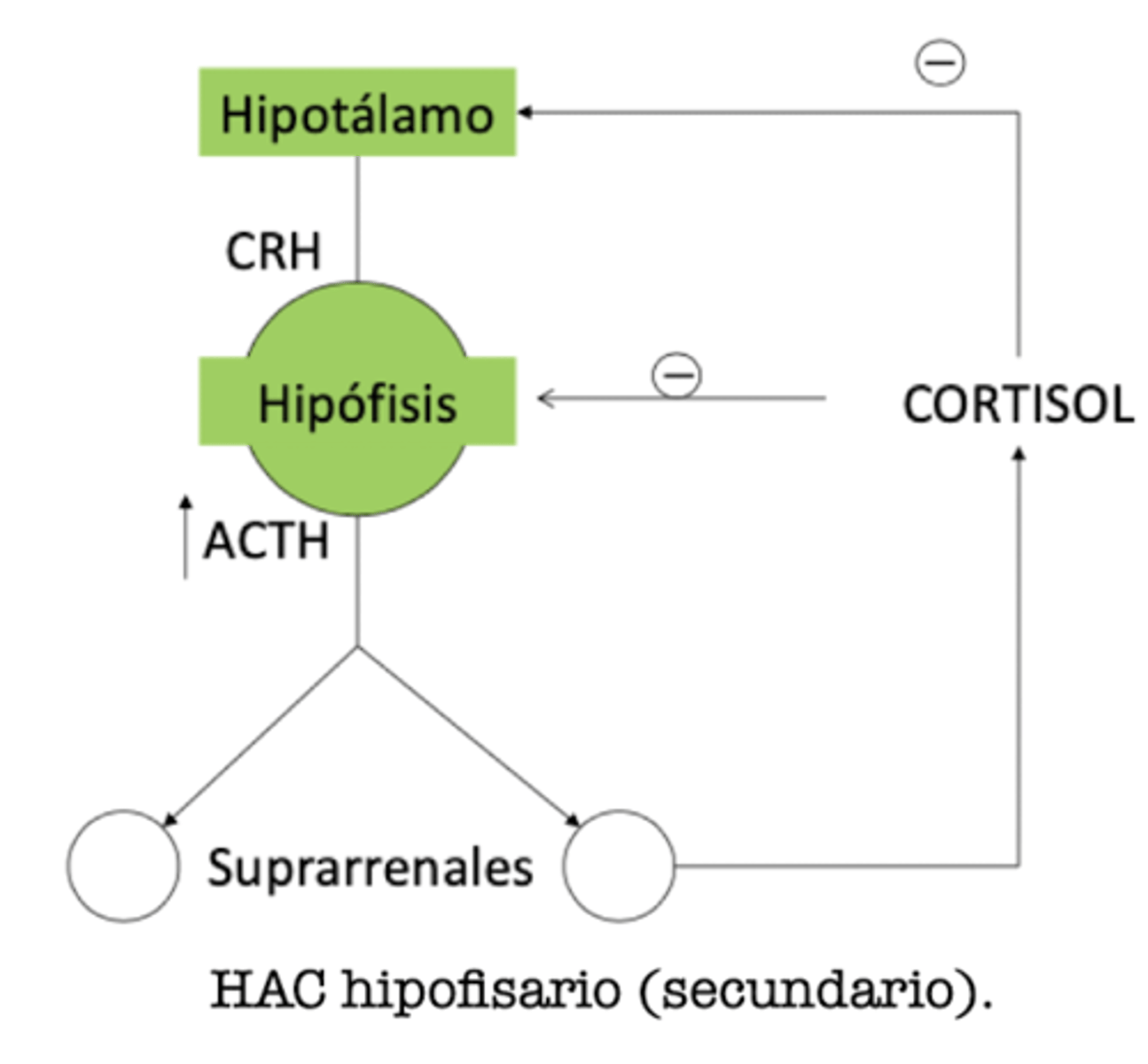 <p>secundario/ hipofisario</p><p>por el tumor del hipofisis</p>