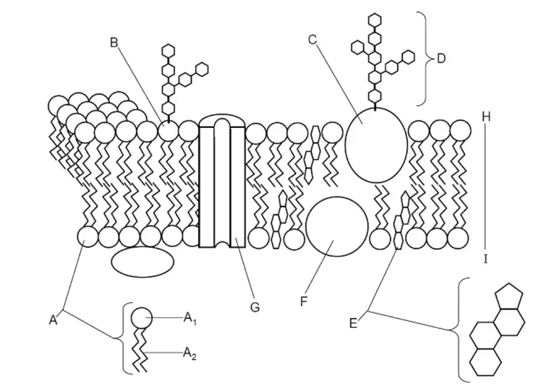 <p>Which letter in the diagram represents a PHOSPHOLIPID?</p>