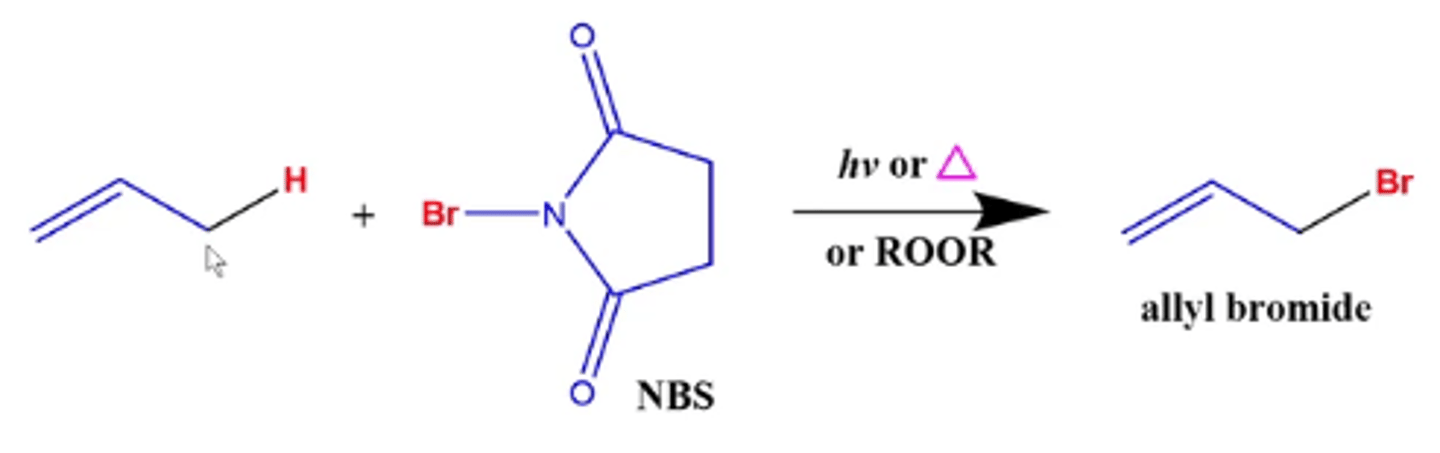 <p>the hydrogen gets replaced by Br</p><p>-NBS adds a bromine to a carbon that's one position away from the double bond (the allylic carbon) because it's where the most stable radical is located</p>