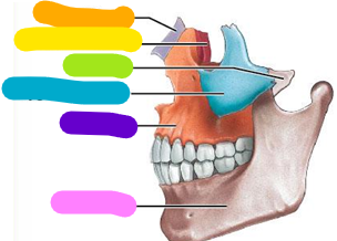 <p>Pink; 1 bone</p>