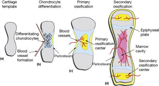 <p>In each <strong>epiphysis </strong>(ends of the bone).</p>