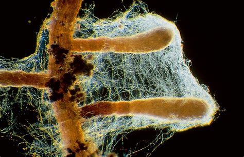 <p>Mycorrhizae</p>