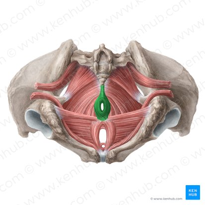 <p>pubic symphysis anteriorly, coccyx posteriorly, ischial tuberosities laterally boarders the perineum</p>