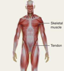 <p>Moves bones, maintains posture, source of body heat.</p>