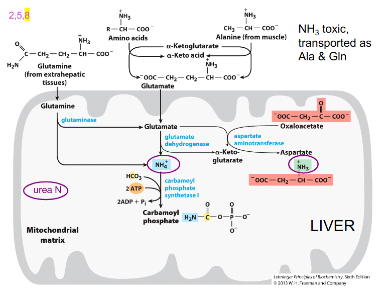 <p>UREA CYCLE + TRANSPORT DIAGRAM</p>