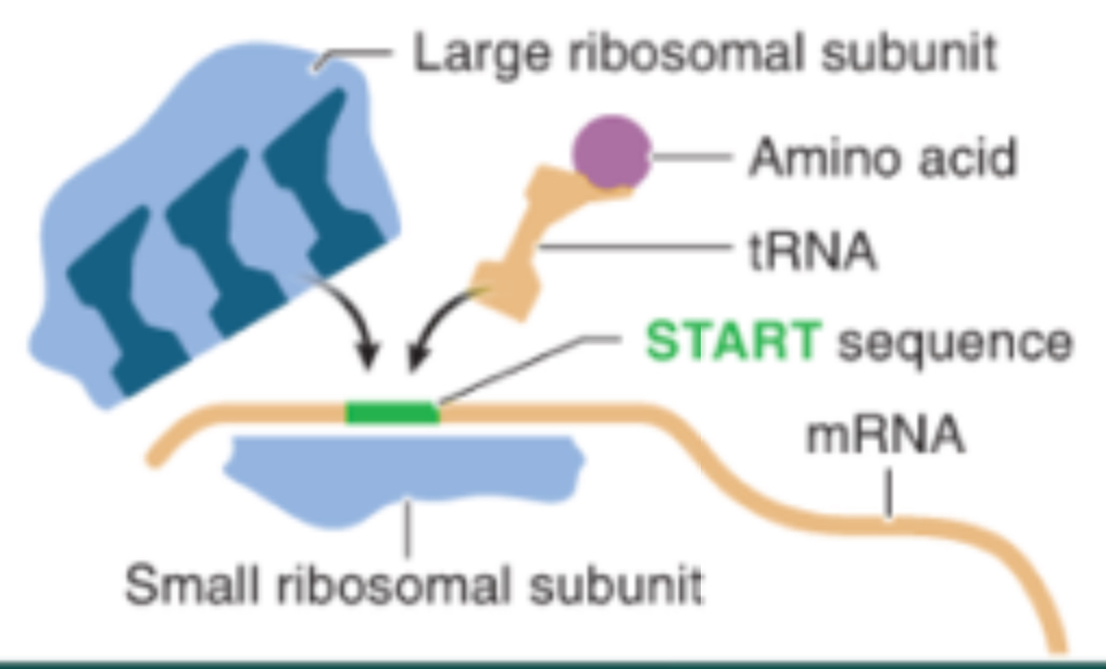 <p>Initiation in Translation</p>