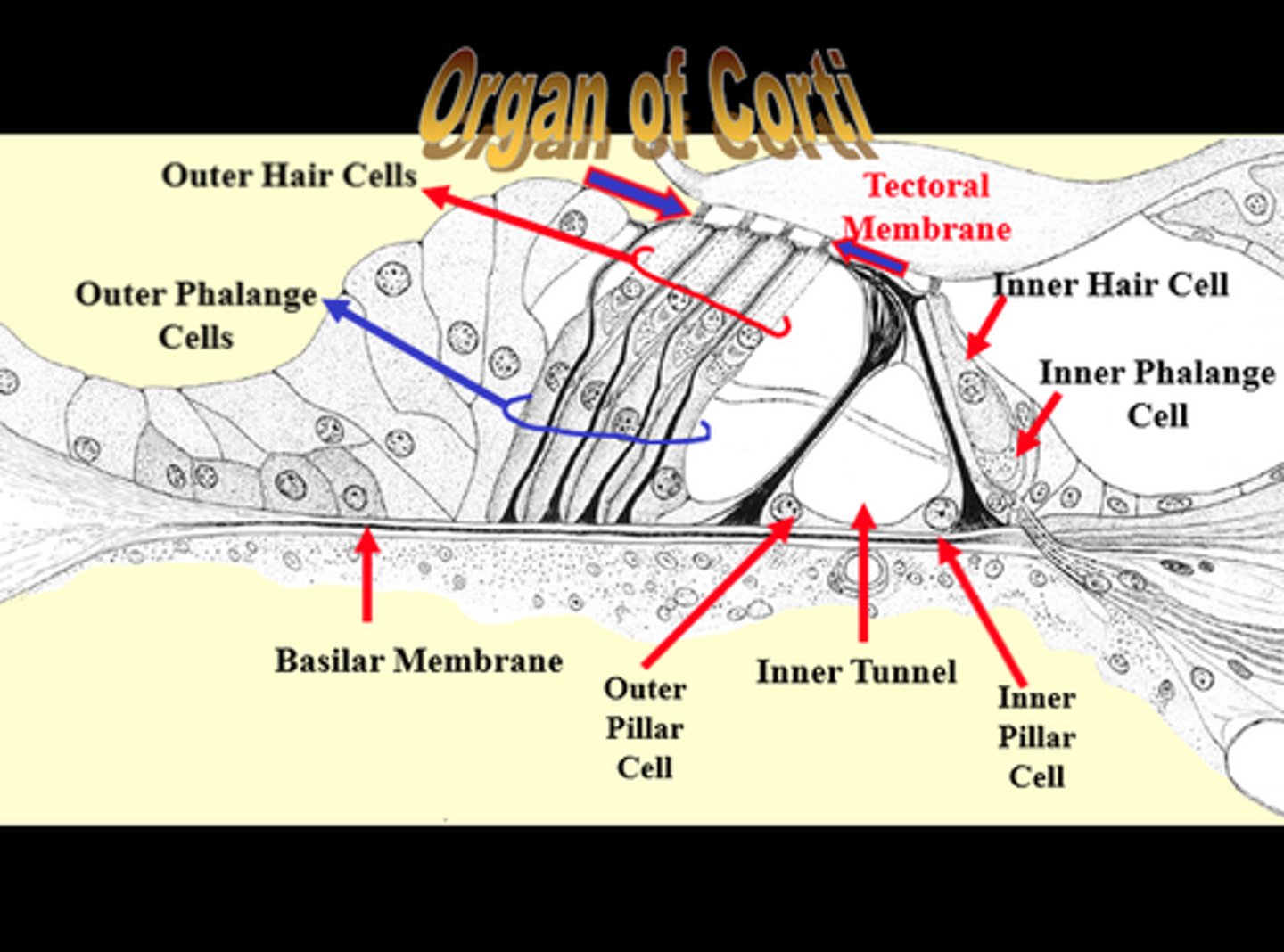<p>triangular part of corti (space=tunnel, pillars=pillars)</p>