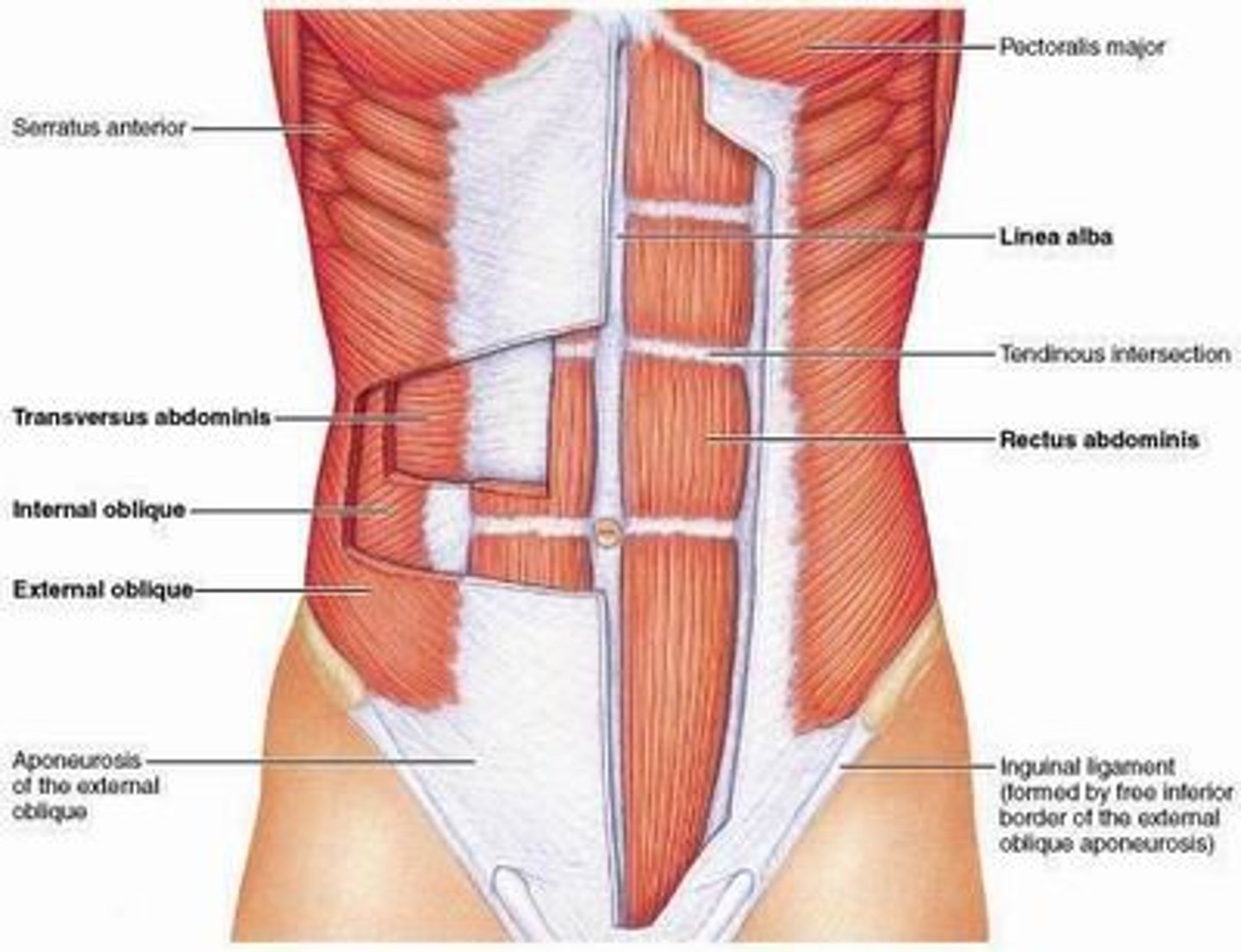<p>Intercostals (Internal and External), Diaphragm, Rectus Abdominis, Linea Alba, Obliques (Internal and External), Transverse Abdominis</p>