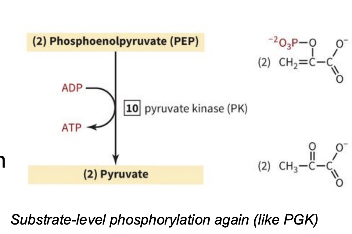 <p>PAYOFF PHASE STEP 10: PEP is converted to pyruvate </p>