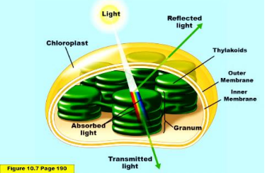 <p>has two outer membranes (lipid bilayer membrane), covering its photosynthetic apparatus. They are transparent like the windows of a greenhouse.</p>