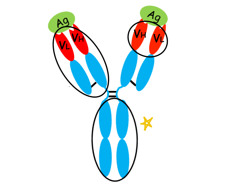 <p>what is this region of the antibody?</p>