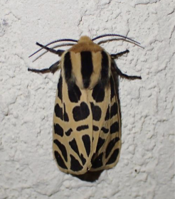 <p>name the order this insect belongs to </p>