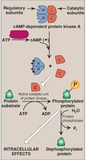<p>Label the actions of cyclic adenosine monophosphate.</p>