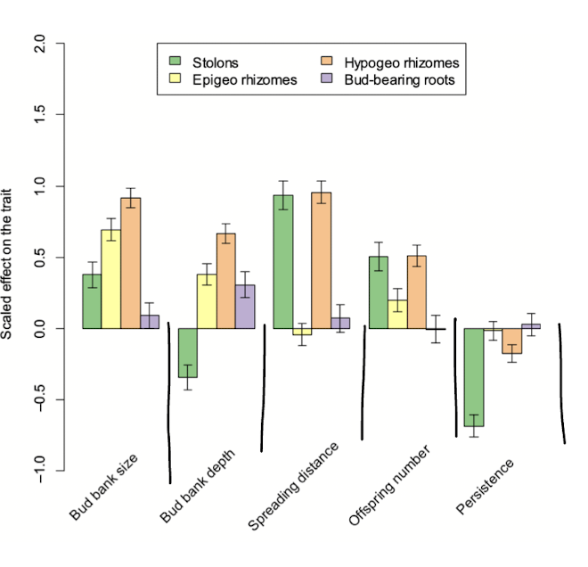 <p>comparisons of the four types of bud banks relative to control plants (no clonal growth)</p><p>compares various factors such as bud bank size, bud bank depth, spreading distances, offspring number and persistence</p><p>ex plants with stolons or rhizomes have larger spreading distance but lower depth&nbsp;</p>