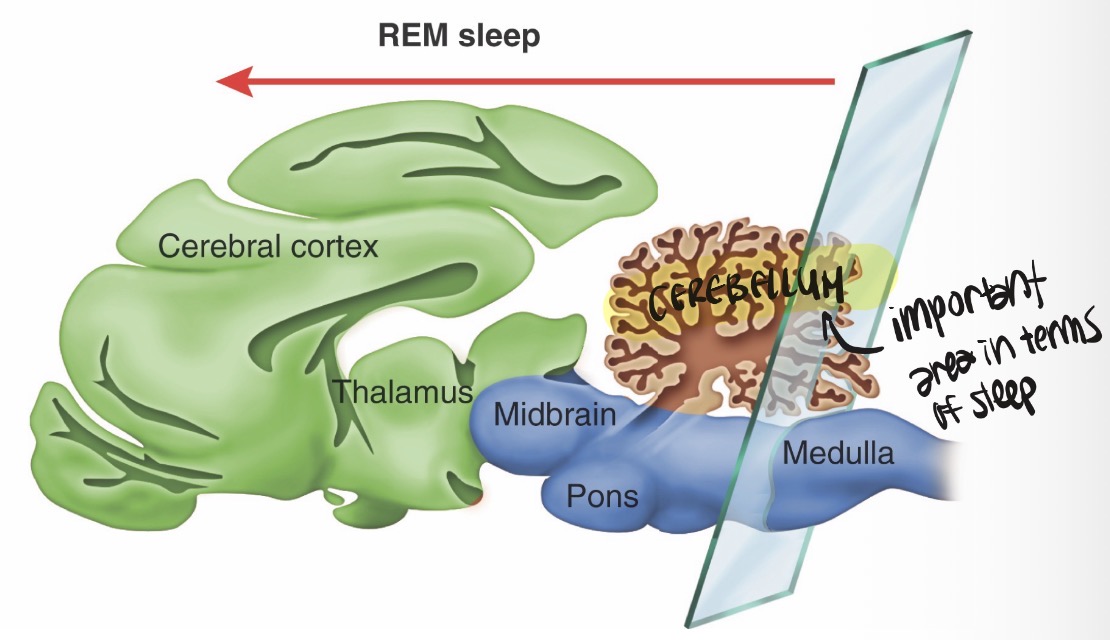 <p>See REM Sleep</p>
