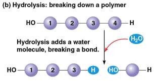 <p>Hydrolysis</p>