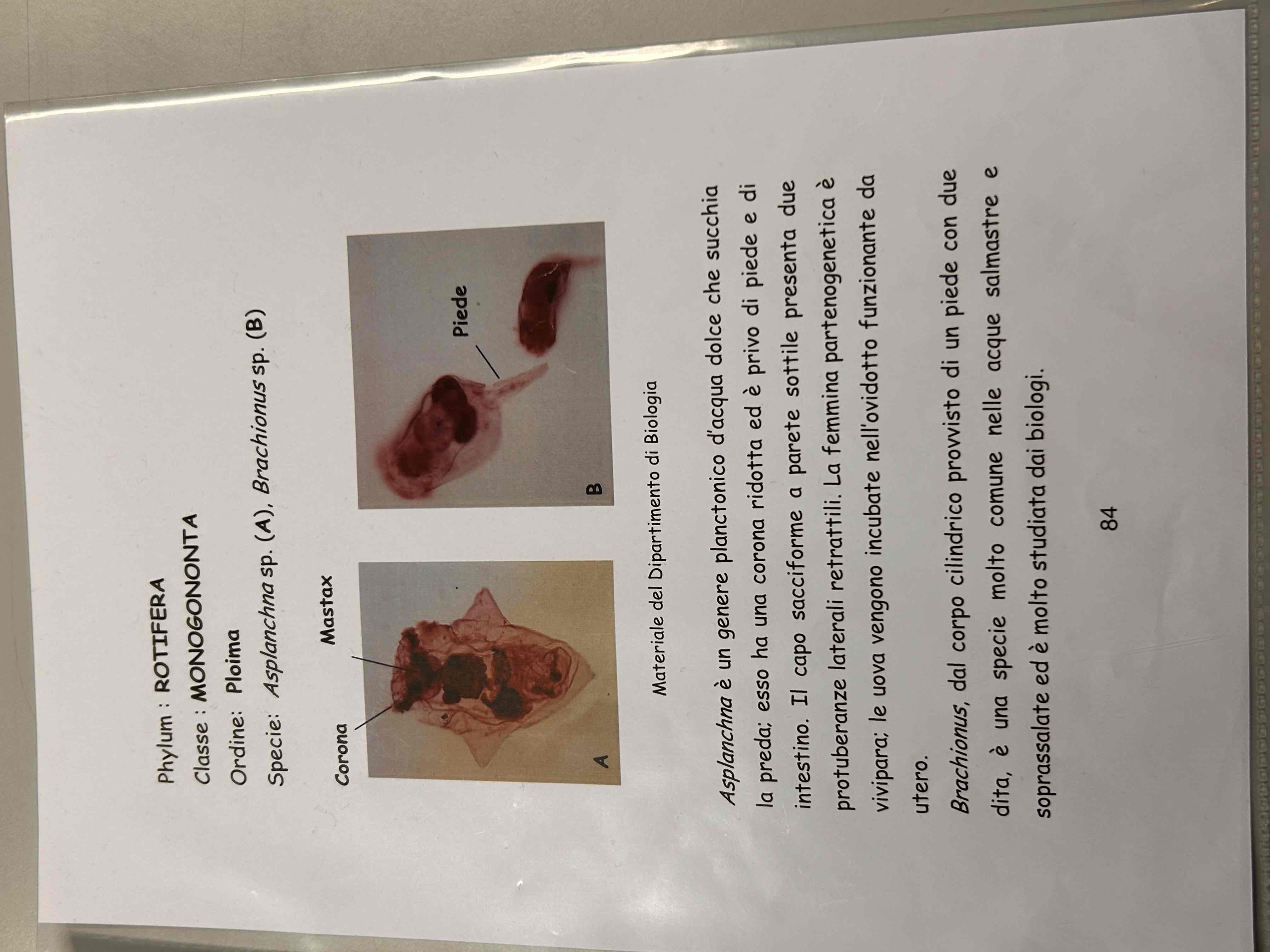 <p>Rotifera</p><p>Monogonta </p>