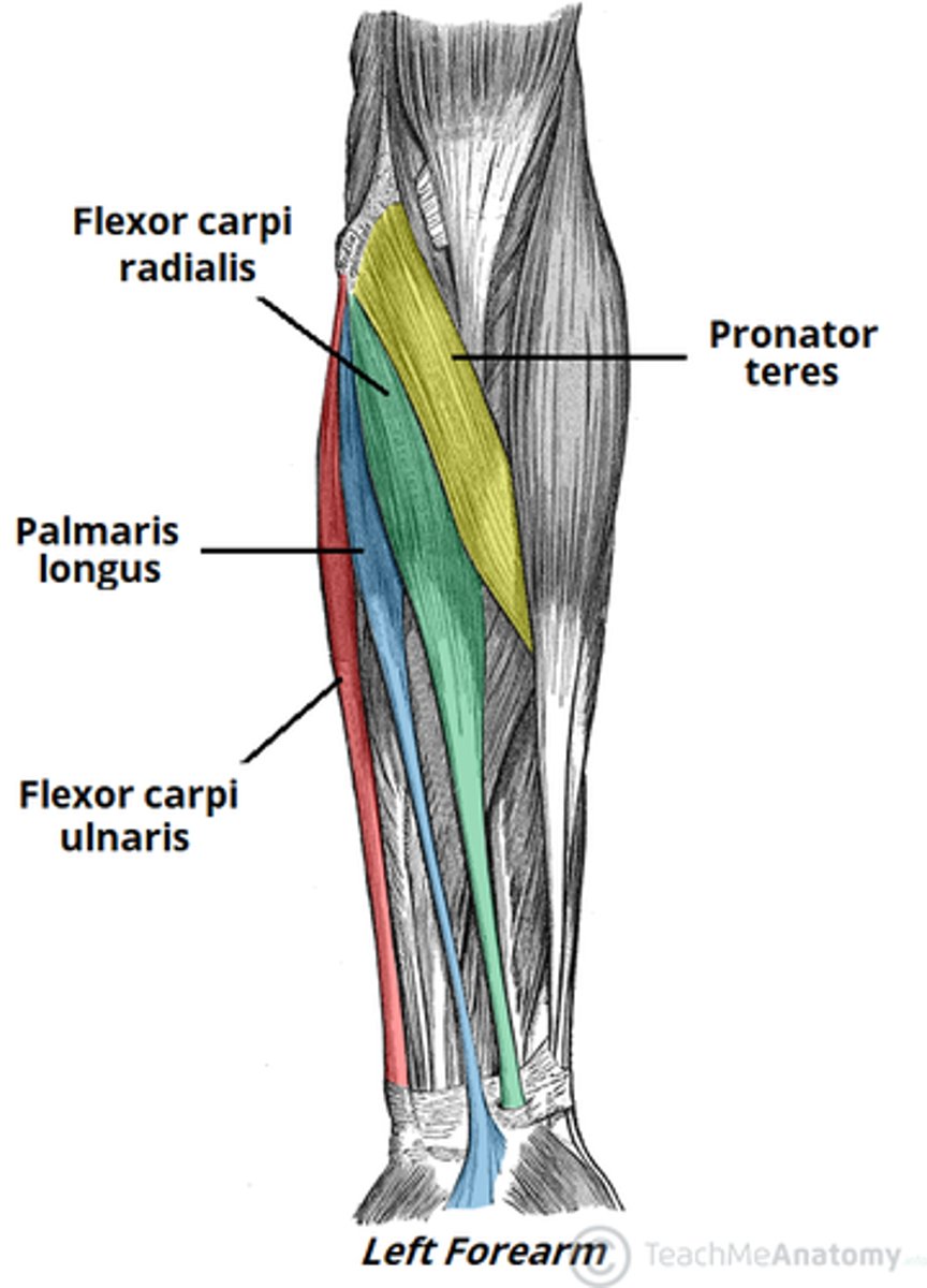 <p>1. pronator teres</p><p>2. flexor carpi radialis</p><p>3. palmaris longus</p><p>4. flexor carpi ulnaris</p><p>PASS FAIL PASS FAIL, and (fail at last)</p>