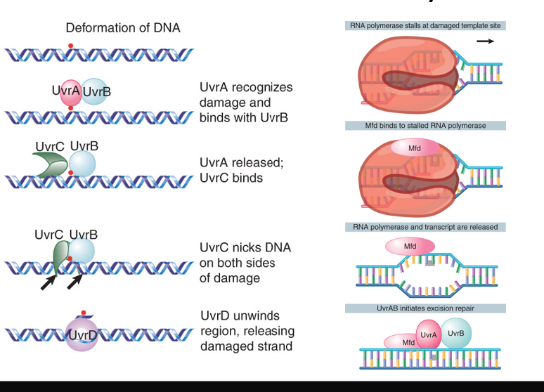 <p>Global NER: anywhere in the genome/or can be coupled to RNA polymerase —&gt; Stalls when it comes to bulky lesion —&gt; recruit_______molecule and repair machinery</p><p>Cells preferentially repair DNA in region they need to use at that moment</p>