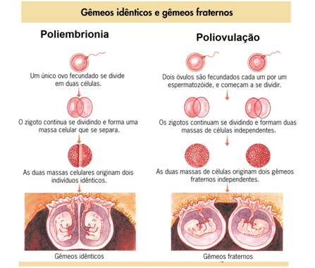 <p>POLIEMBRIONIA:</p><ul><li><p>fecundação de um óvulo, que se divide</p></li><li><p>sexo igual</p></li><li><p>sangue igual</p></li><li><p>geneticamente igual → clone natural</p><ul><li><p>siameses - o óvulo não se separou por completo</p></li></ul></li></ul><p></p><p>POLIOVULAÇÃO:</p><ul><li><p>gêmeos bivitelinos, dois óvulos</p></li><li><p>geneticamente diferentes</p></li><li><p>podem ser de sexos iguais ou diferentes</p></li></ul>