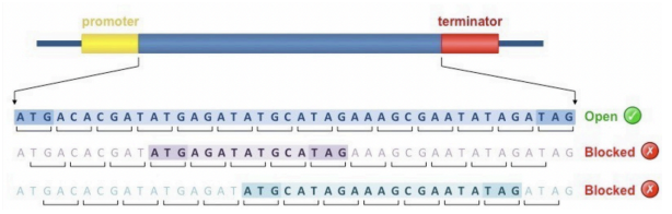 <p>How many reading frames are there in total?</p>