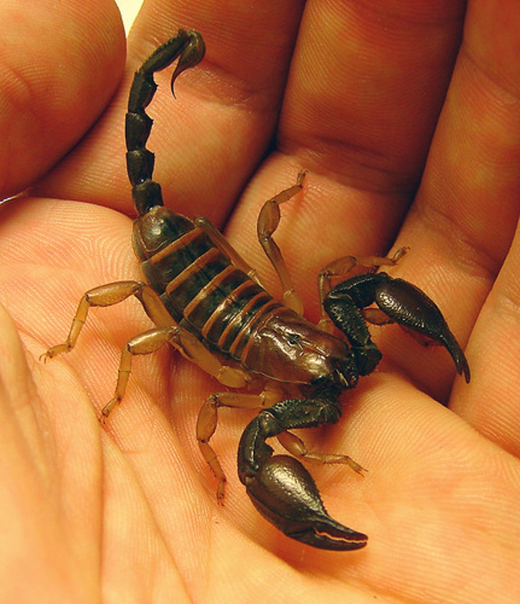 <p>A member of the phylum Arthropoda, including chelicerates (spiders, scorpions, ticks, etc.), crustaceans, and insects.</p>