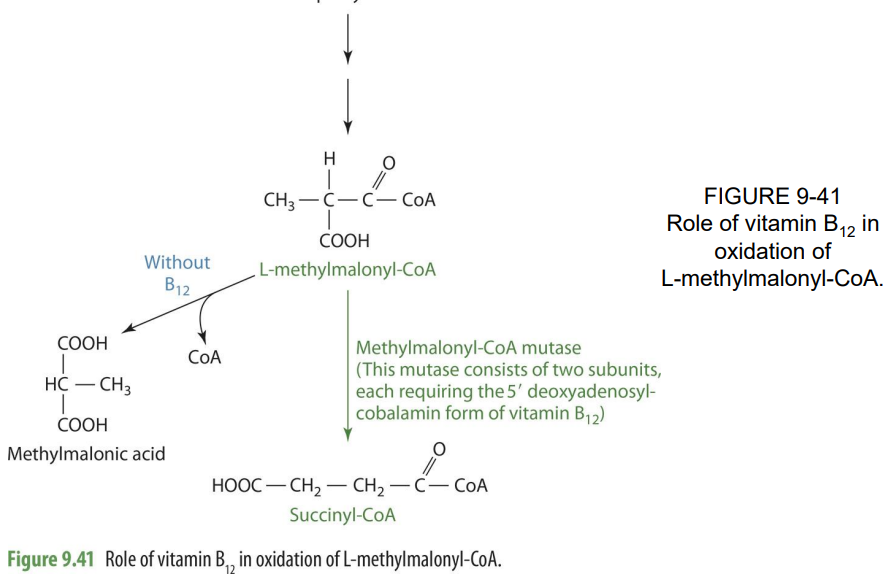 <p>it becomes methylmalonic acid (loses CO2</p>