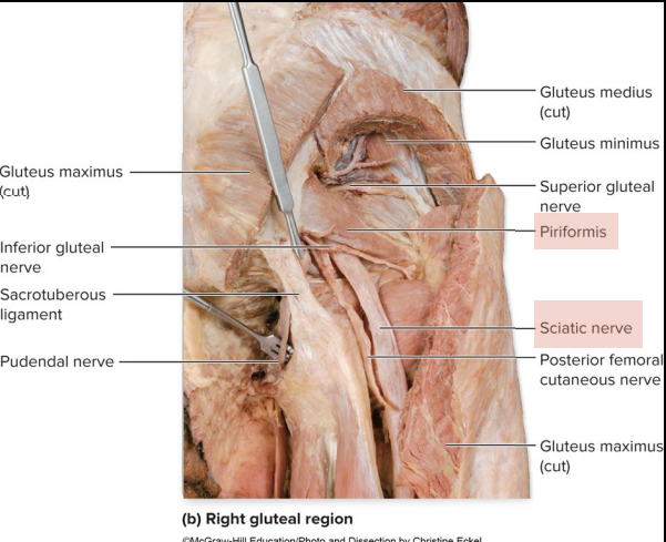 <ul><li><p>no motor or sensory innervation!!</p></li><li><p>controls Tibial and common Fibular nerve</p></li></ul><p></p>