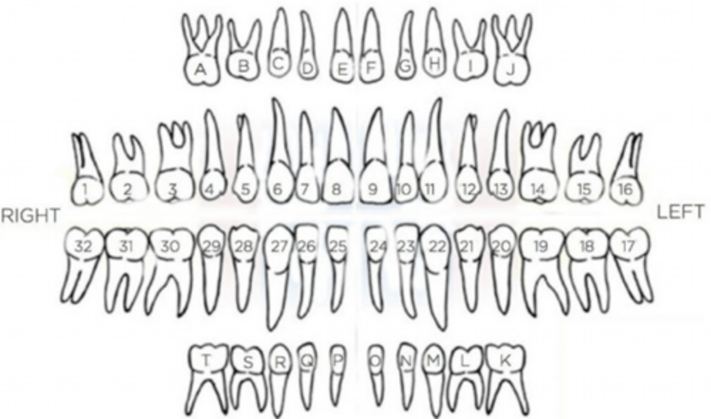 <p>Permanent teeth that replace the deciduous teeth.</p>
