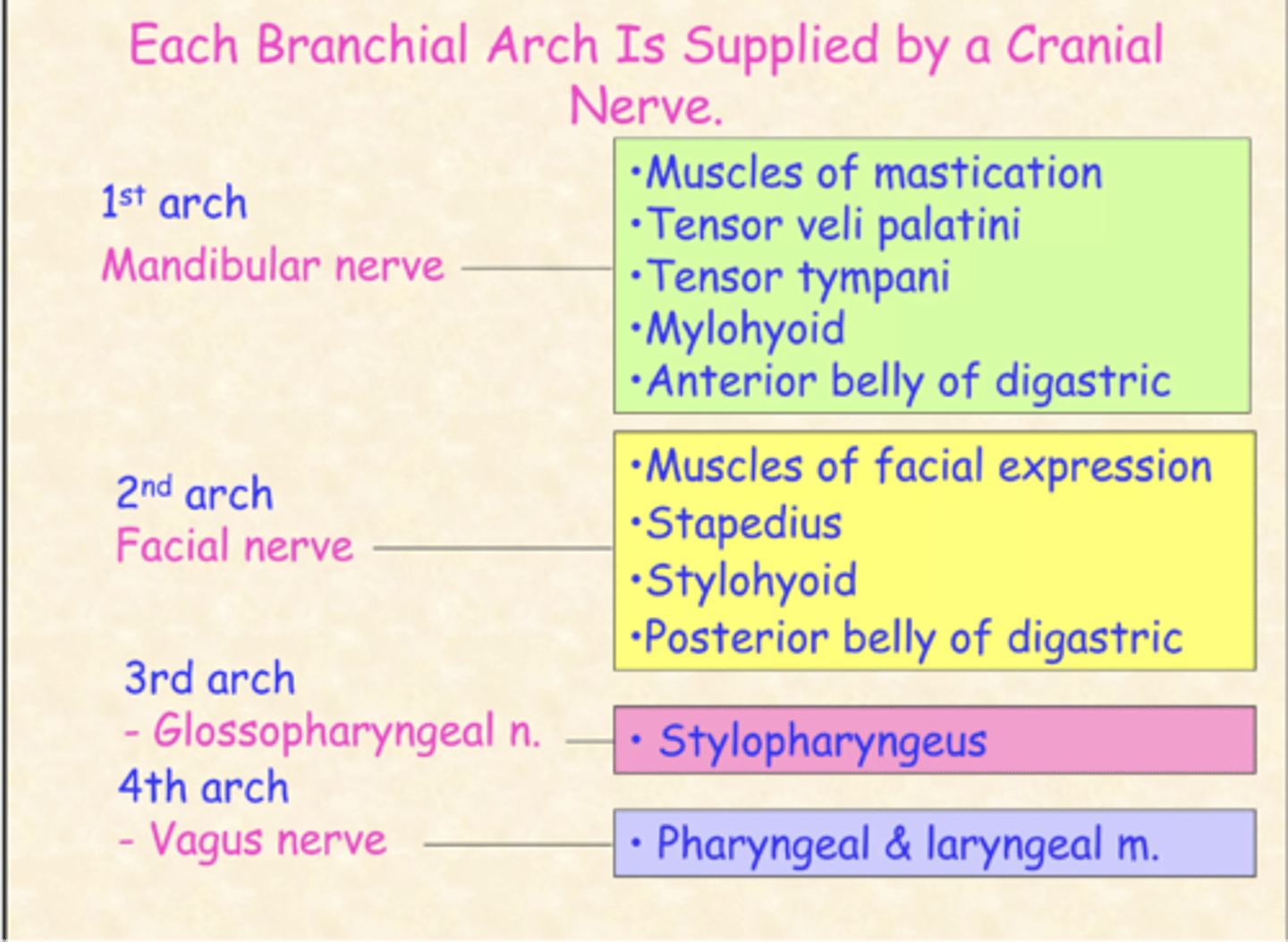 <p>Glossopharyngeal nerve</p>