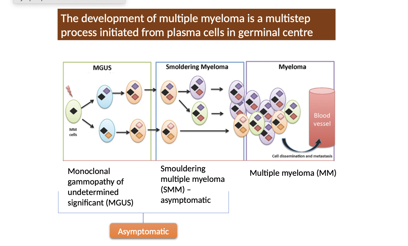 <ul><li><p>A cancer of plasma cells within their late stages of differentiation</p></li><li><p>Characterised by accumulation of plasma cells in the bone marrow</p></li><li><p>The myeloma cell is a post-geminal centre plasma cell that has undergone Ig class switching and somatic hypermutation</p></li></ul><p></p>