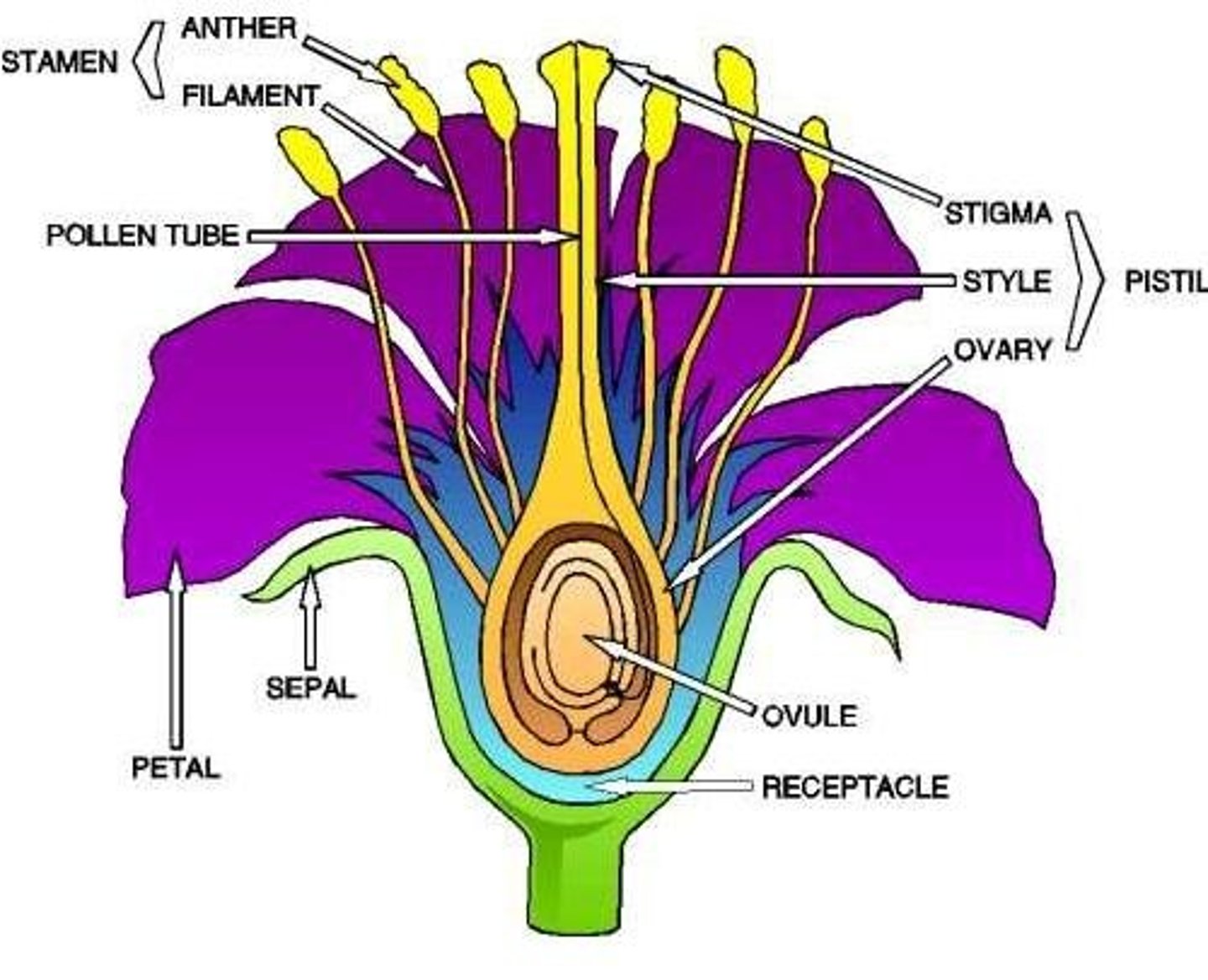 <p>The parts of a plant (such as flowers, fruits and seeds) involved in reproduction.</p>